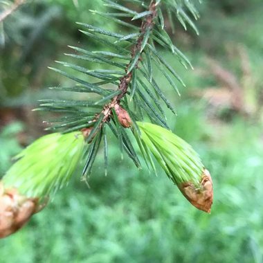 pinecone, new growth